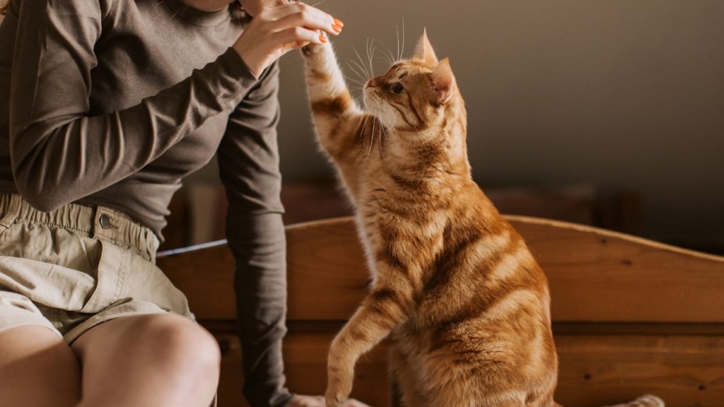 Pushing Their Paw Into Your Mouth for No Reason
