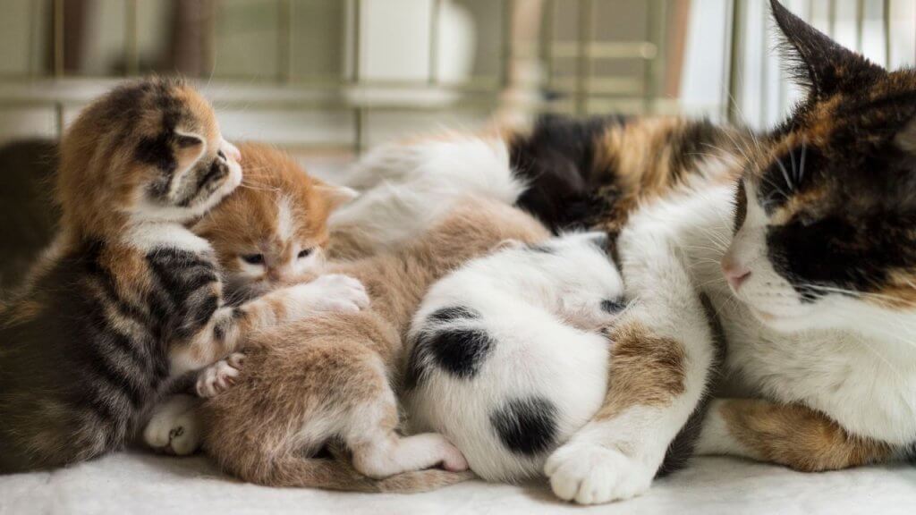 The Average Kitten Litter Size