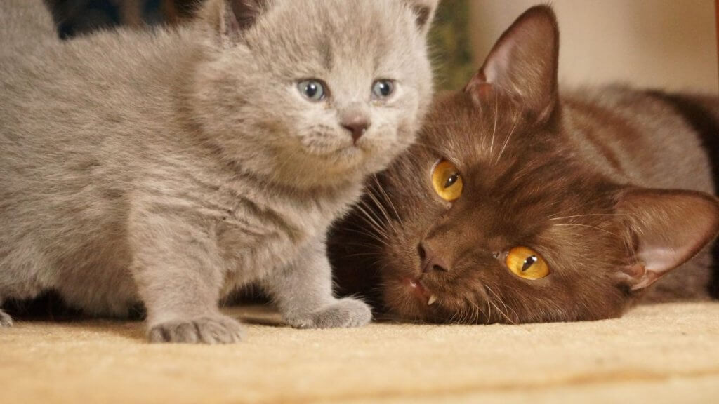 The Right Time to Rehome