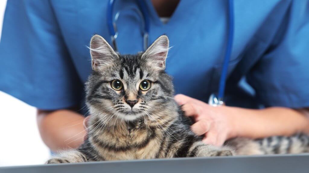 Vet Checkups and Palpation