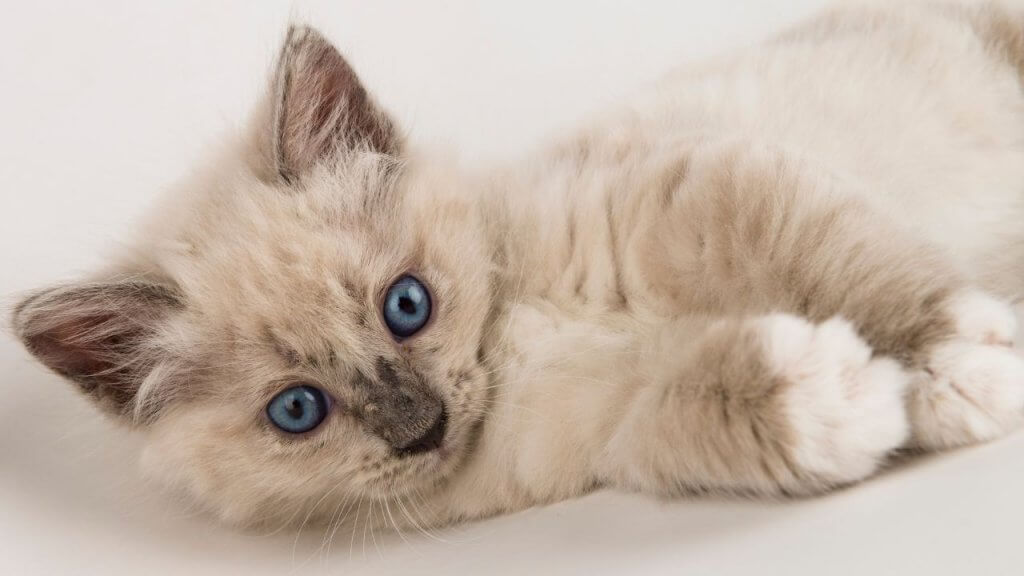 What’s Typical for a Cat’s First Litter