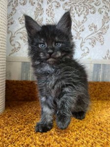 Новый проект (1)