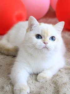 Новый проект (1)