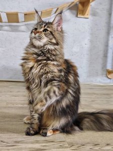 Новый проект (1)