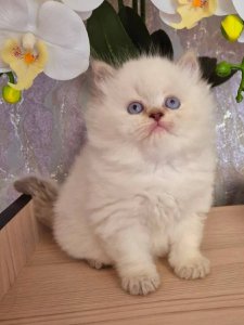 Новый проект (1)