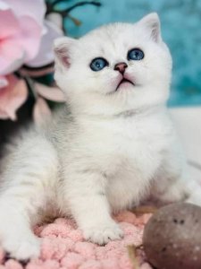 Новый проект (1)