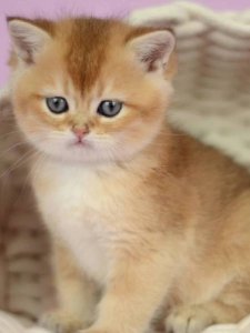 Новый проект (1)