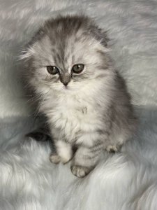 Новый проект (1)