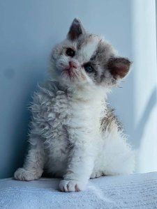 Новый проект (1)