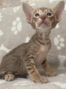 Новый проект (1)