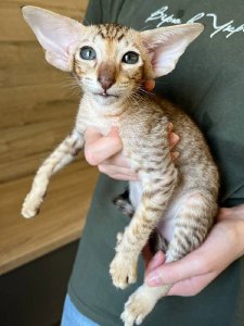 Новый проект (1)