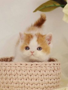 Новый проект (1)
