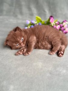 Новый проект (1)