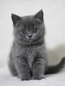 Новый проект (1)