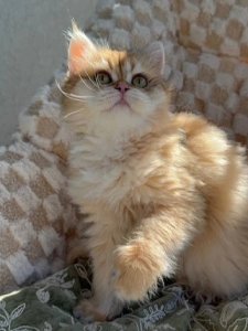 Новый проект (1)