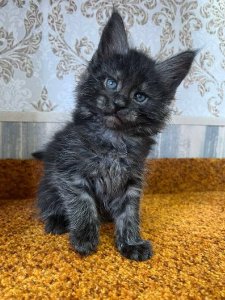 Новый проект (2)