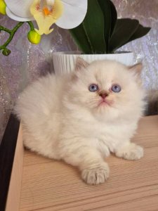 Новый проект (2)