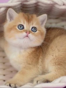 Новый проект (2)