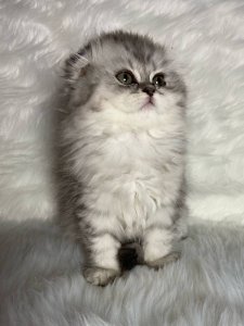 Новый проект (2)