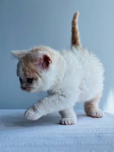 Новый проект (2)