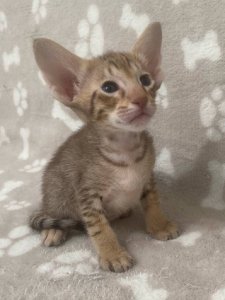 Новый проект (2)