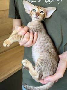 Новый проект (2)