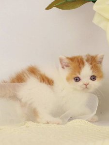Новый проект (2)