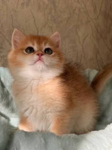 Новый проект (2)