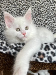 Новый проект (2)