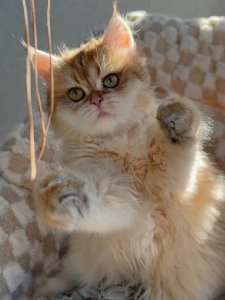 Новый проект (2)