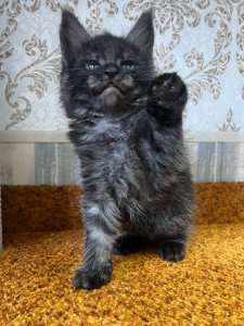 Новый проект (3)