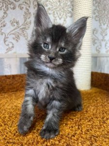 Новый проект (3)