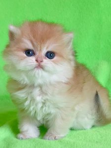 Новый проект (3)
