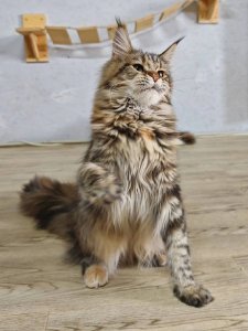 Новый проект (3)