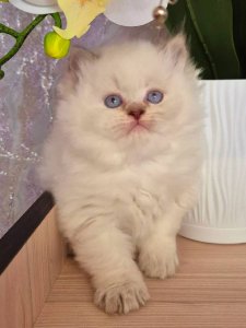 Новый проект (3)