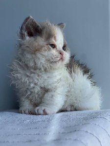 Новый проект (3)