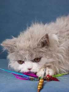 Новый проект (3)