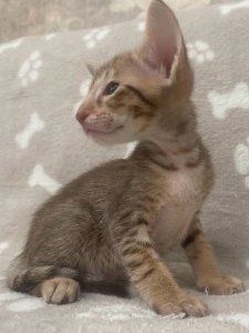 Новый проект (3)