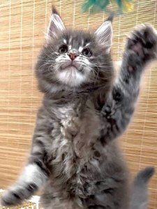 Новый проект (3)