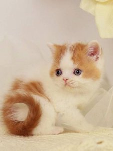 Новый проект (3)