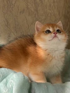 Новый проект (3)