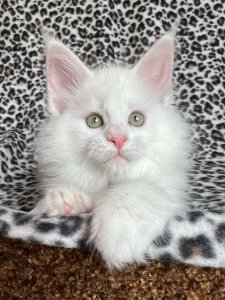 Новый проект (3)