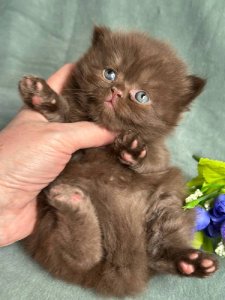 Новый проект (3)