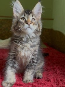 Новый проект (3)