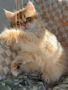 Новый проект (3)