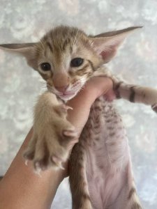 Новый проект (4)