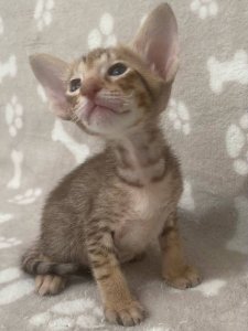 Новый проект (5)