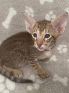 Новый проект (6)