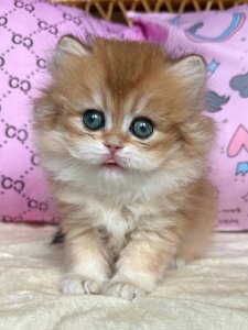 Новый проект (1)