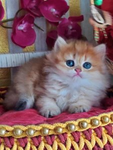 Новый проект (1)